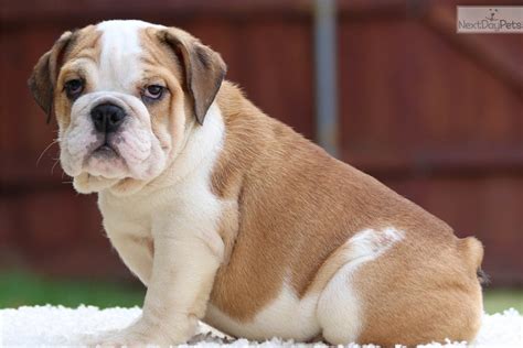 English Bulldog Puppies For Sale Fort Worth Tx